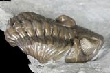 Long Eldredgeops Trilobite - Paulding, Ohio #85552-3